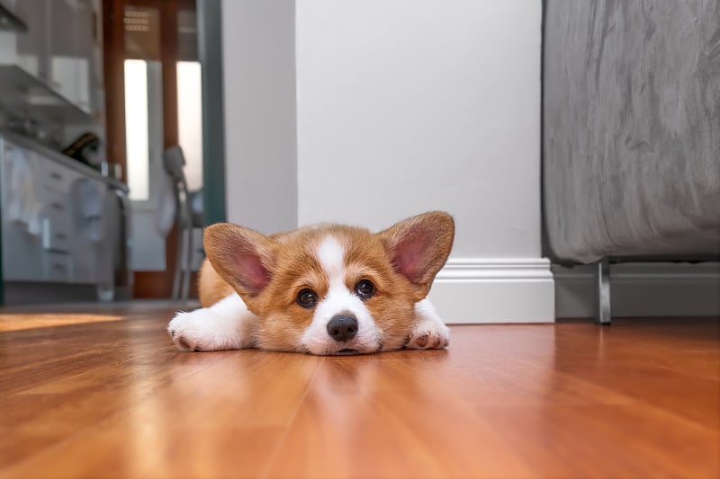 威尔士柯基犬躺在家里。动物的安全。世界宠物日。概念形象的兽医诊所，网站有关狗