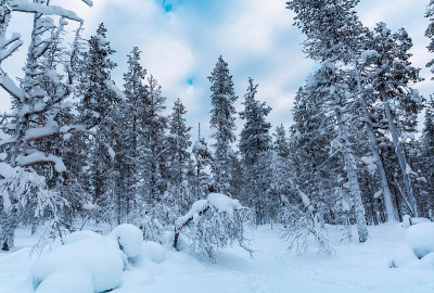 在芬兰的拉普兰，冬天的雪景和冰冻的树木