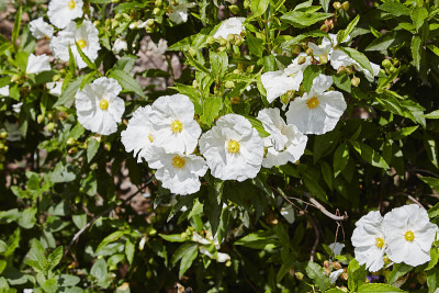 Cistus