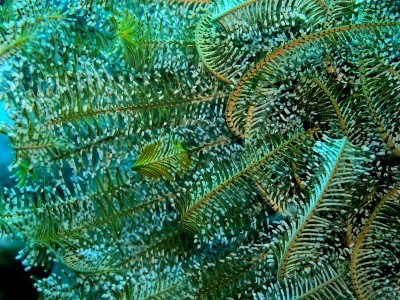海百合