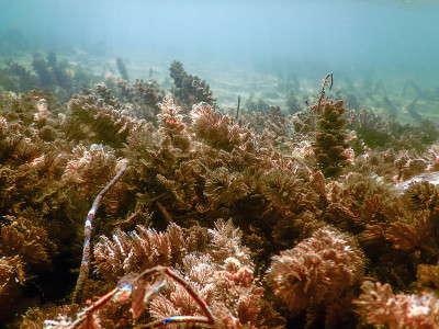 水下淡水植物河流，湖泊，池塘。