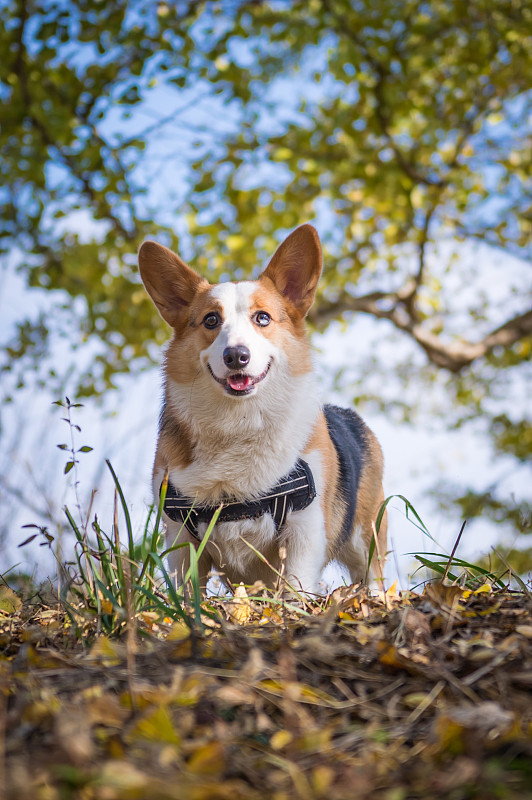 树林里的柯基犬