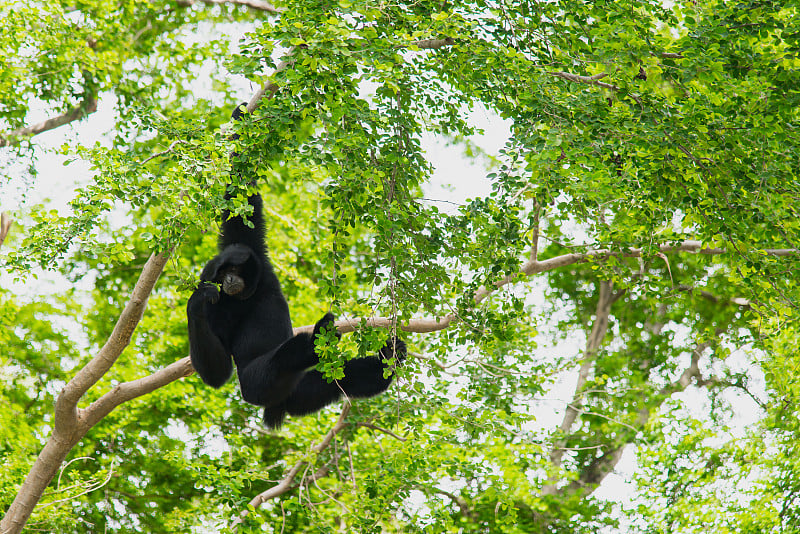 Siamang Gibbon