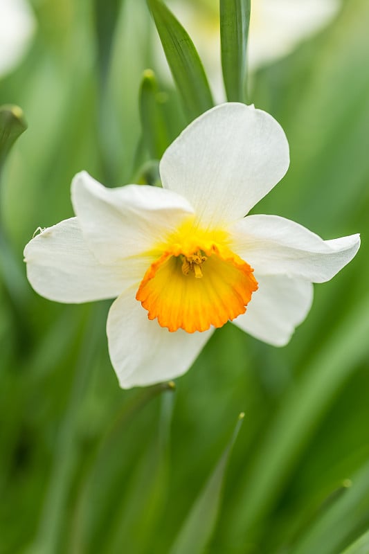 白色和黄色水仙花(Narcissus Tazetta)