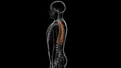 人体骨骼脊柱胸椎解剖3D