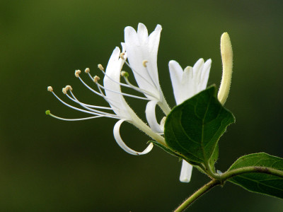 忍冬花