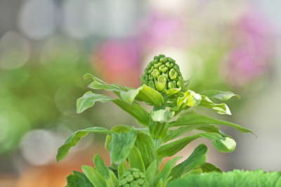 Petasites japonicus