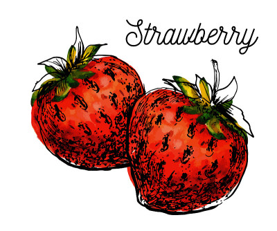 vector watercolor black strawberry branch on white
