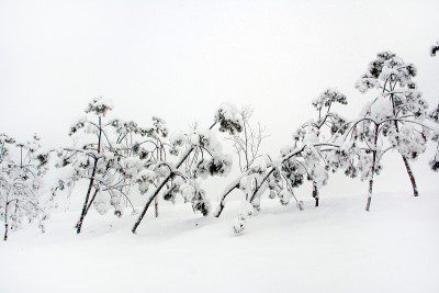 下雪天的公园风景。