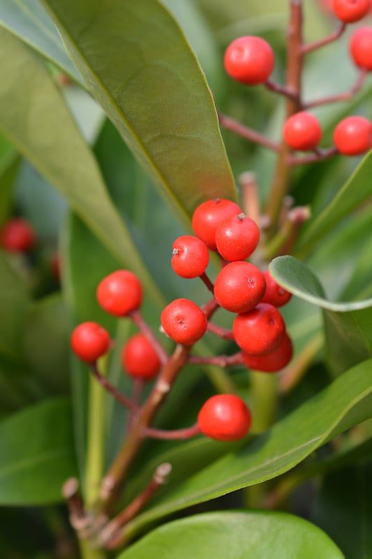 茵芋激情