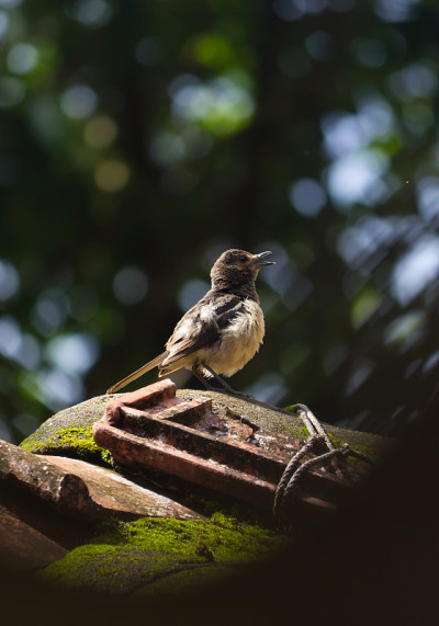 Beautiful oriental magpie robin bird