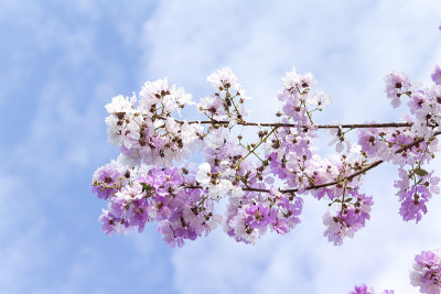 女王的花