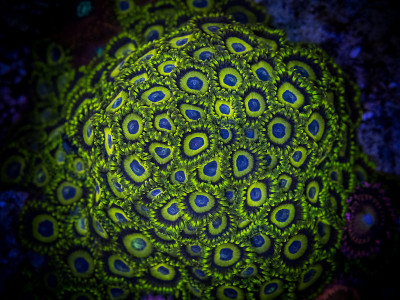 珊瑚Zoanthus湖人