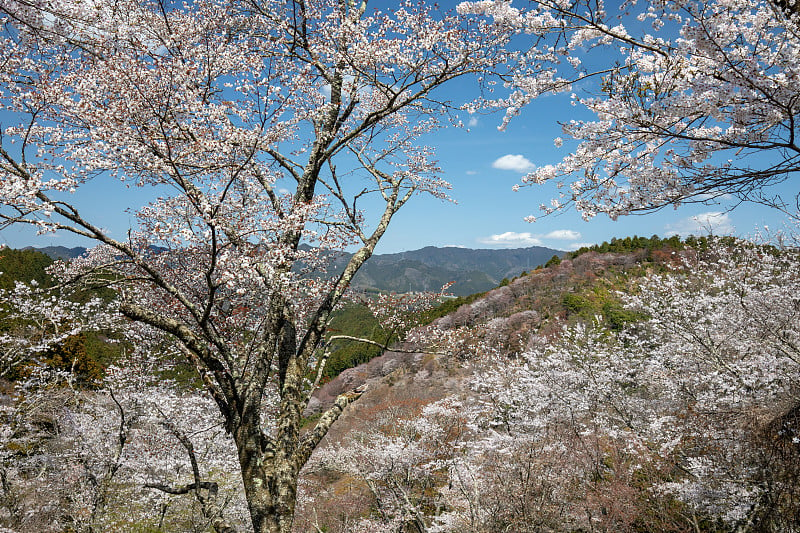 吉野山的樱花