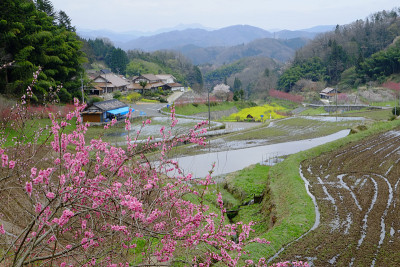 桃花开山河。