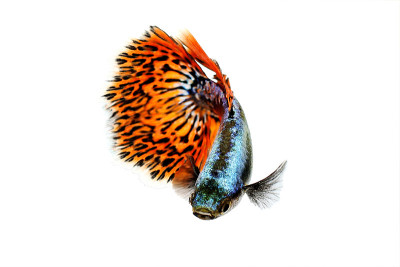 蛇皮孔雀鱼、水族鱼、彩色彩虹、热带