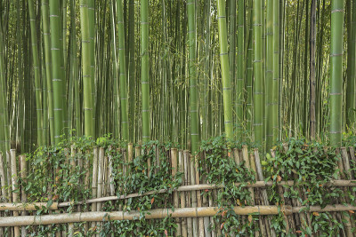 竹林