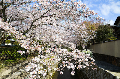 日本京都，哲学家大道上的樱花盛开