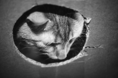 盒子里的猫