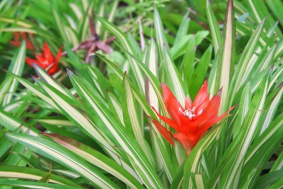 五颜六色的花朵，红色凤梨花盛开在热带观赏植物苗圃中