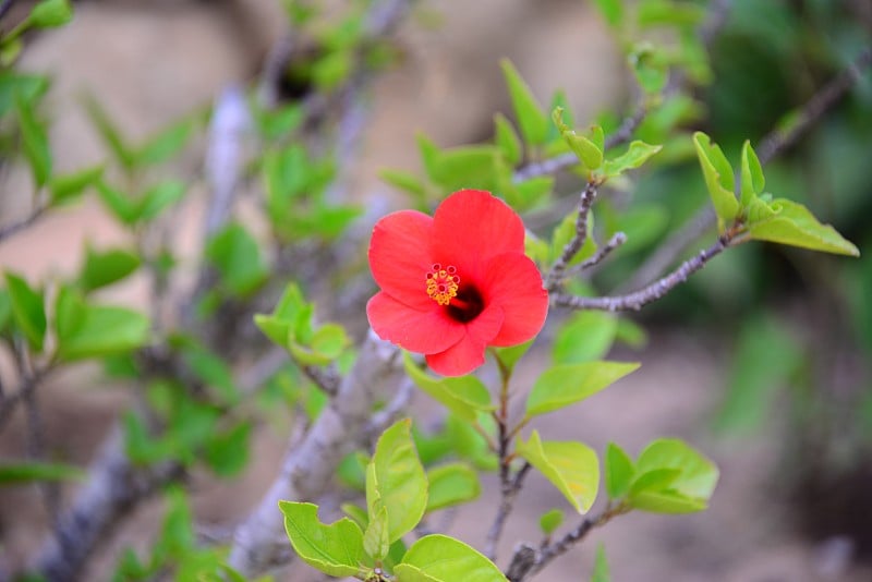 西班牙的芙蓉/希比斯库