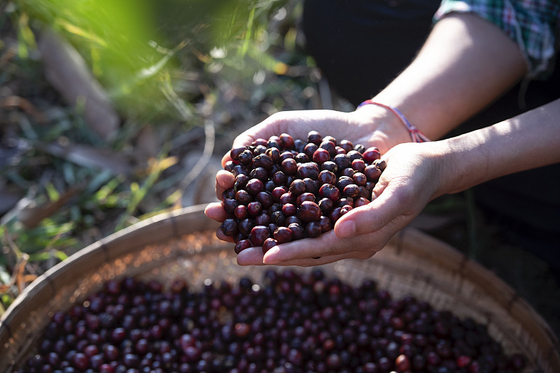 与罗布斯塔(Robusta)年轻农民一起收获阿拉比卡浆果咖啡，与越南农民贾莱(Gia Lai)一起收