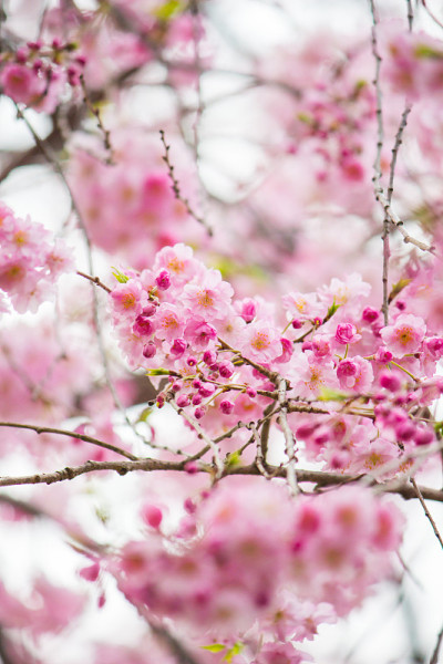 日本东京盛开的樱花。