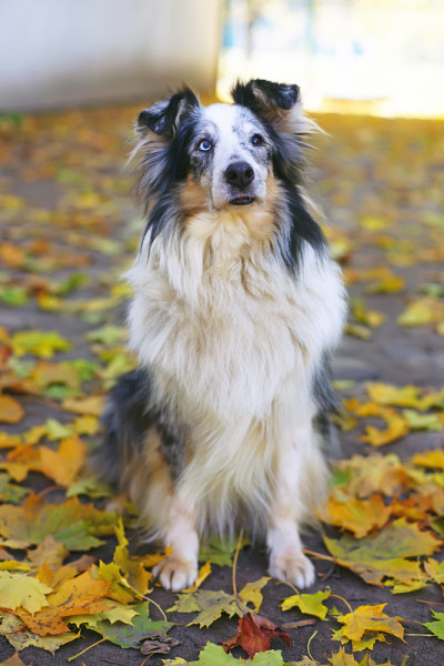 梅尔牧羊犬坐在户外的枫叶周围
