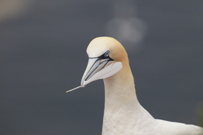 北塘鹅(Morus bassanus)德国黑尔戈兰