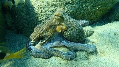 普通章鱼(octopus vulgaris)狩猎