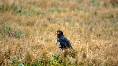 Carunculated caracara