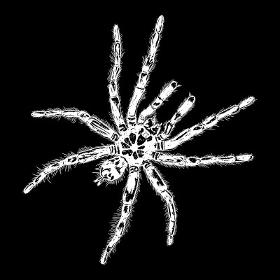 Insect stipple drawing Halloween decorative spider
