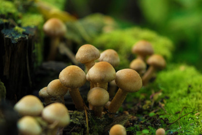 树桩上长有青苔的一组蜂蜜真菌。关闭了。模糊的背景