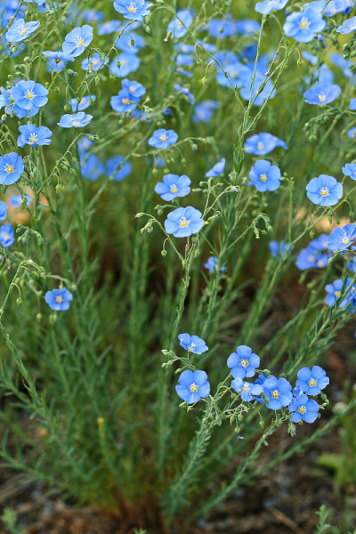 亚麻花