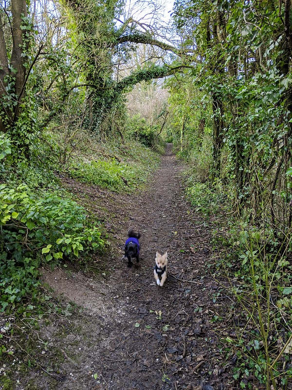 运行吉娃娃犬