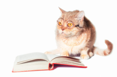 红色的猫戴着眼镜和一本书在一个白色的背景近距离