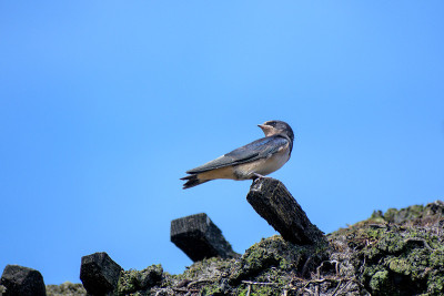 年轻的家燕(Hirundo rustica)在茅草屋顶上望着背后，等待食物，蓝色的天空有很大的拷贝空