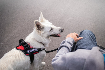 残疾人和服务犬