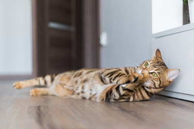 一只美丽的孟加拉猫在房间里玩耍