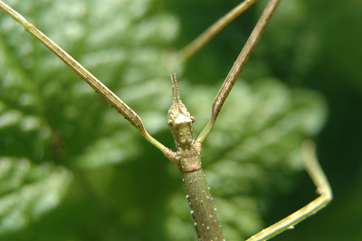把昆虫
