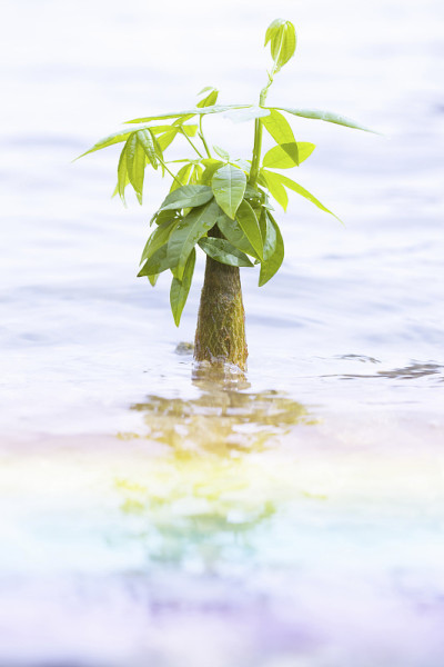 Aquatica