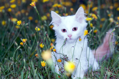 可爱的白毛猫