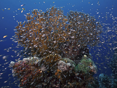 火珊瑚，Feuerkoralle (Millepora dichotoma)被黄色的清扫器包围