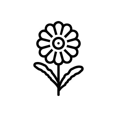 黛西玛格丽特