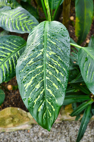 热带'Dieffenbachia Seguine'植物的叶子与黄色条纹覆盖在雨滴