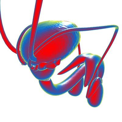 用于医学概念3D渲染的男性生殖系统解剖学