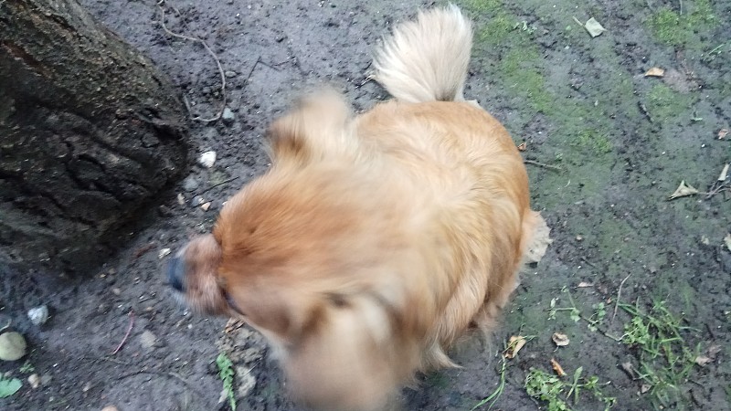 可爱的狗