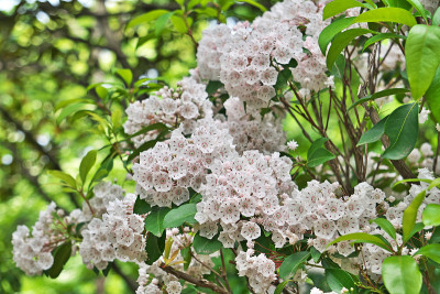 Kalmia
