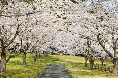 日本内山樱花盛开