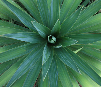 丝兰植物